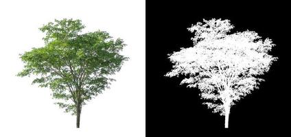 single tree with clipping path and alpha channel on black background photo