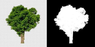 Tree on transparent picture background with clipping path, single tree with clipping path and alpha channel photo