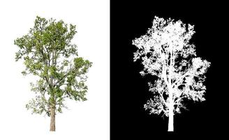 Tree that are isolated on a white background are suitable for both printing photo
