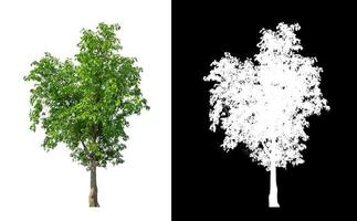 single tree with clipping path and alpha channel on black background photo