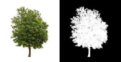 Green tree isolated on white background with clipping path, single tree with clipping path and alpha channel on black background photo