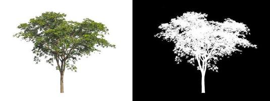 single tree with clipping path and alpha channel on black background photo