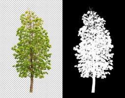 Tree on transparent picture background with clipping path, single tree with clipping path and alpha channel photo