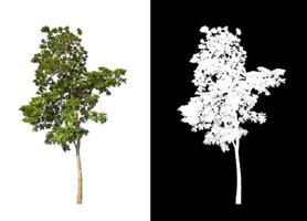 single tree with clipping path and alpha channel on black background photo