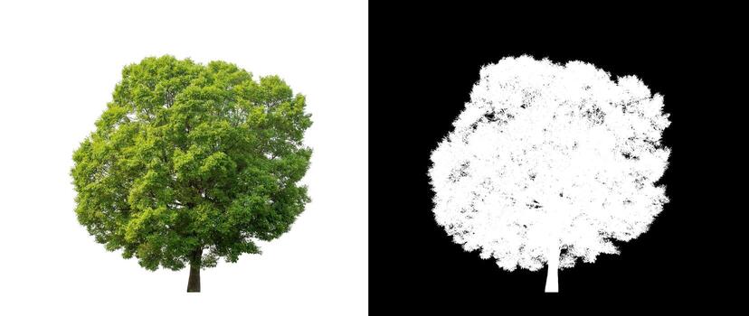Green tree isolated on white background with clipping path, single tree with clipping path and alpha channel on black background photo