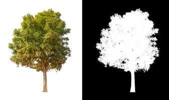 single tree with clipping path and alpha channel on black background photo