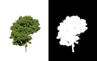 single tree with clipping path and alpha channel on black background photo