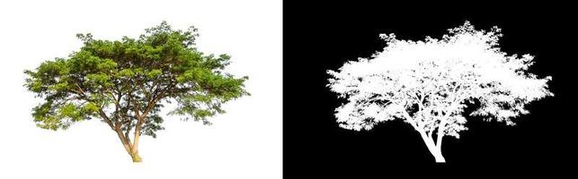 single tree with clipping path and alpha channel on black background photo