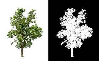 los árboles que están aislados en un fondo blanco son adecuados tanto para la impresión foto
