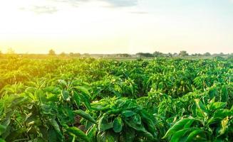 A farm field planted with pepper crops. Growing capsicum peppers, leeks and eggplants. Food production. Agroindustry agribusiness. Agriculture, farmland. Growing organic vegetables on open ground. photo