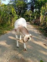 Front view portrait of a goat photo