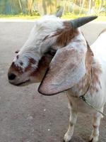 Front view portrait of a goat photo