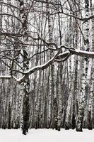 snow covered branch and birch grove photo