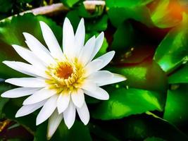 imagen de foco de loto blanco grande con fondo borroso diferencia de naturaleza núcleo amarillo brillante silueta de flor blanca foto