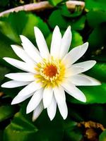imagen de foco de loto blanco grande con fondo borroso diferencia de naturaleza núcleo amarillo brillante silueta de flor blanca foto