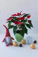 red roinsettia flower in a ceramic pot, Christmas gnome. gold balls and a candlestick in a Christmas composition. white background. postcard.