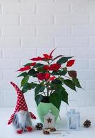 New Year's Christmas composition. red potted poinsettia flower, Christmas gnome, candlestick and cones. white background. postcard. photo