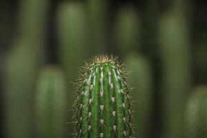 Torch cactus . Frontal view . Soft images behind photo