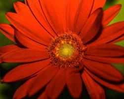 Maroon Barberton Daisy . Frontal view . Close up photo