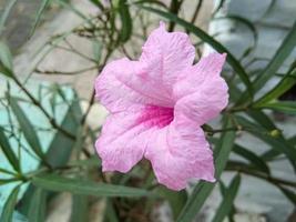 The light purple golden flower crown looks very beautiful in the morning photo