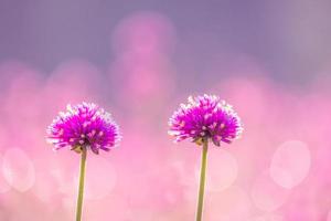 pink amaranth flower blossom on field, Beautiful on meadow blooming in the morning.Soft pastel on nature bokeh background photo