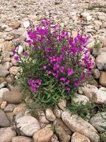 Flower of Chamaenerion latifolium or Epilobium latifolium photo