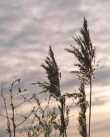 Golden reeds sway in the wind against sunset sky. Abstract natural background. Pattern with neutral colors. Minimal, stylish, trend concept. Golden sedge grass, dry reed, reed layer, reed seeds. photo