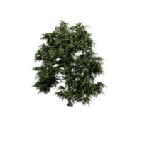 isometrischer baum 3d rendern png