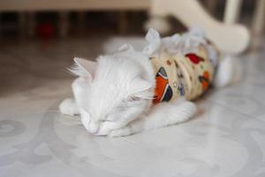 Postoperative bandage on white cat. Pet after a cavitary operation castration or sterilization. photo