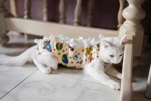 Postoperative bandage on white cat. Pet after a cavitary operation castration or sterilization. photo