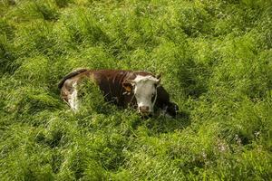 una vaca con manchas marrones tirada en un campo de hierba verde foto