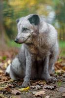 Arctic fox in zoo photo