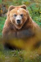 Kamchatka brown bear photo