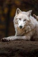 Arctic wolf in fall photo