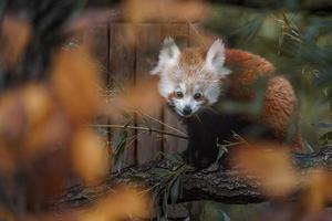 Red panda on tree photo