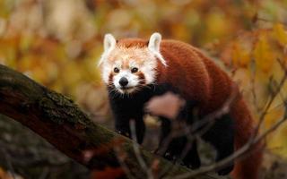 panda rojo en el árbol foto