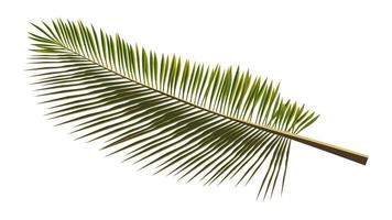 Colored realistic palm branch isolated on white. Palm leaves for collage. Vector illustration.