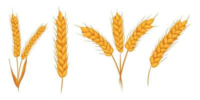 Wheat ears with grains on white backgroung. Vector isolated illustration, flat style. Elements for bakery or flour production design.