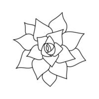 Succulent echeveria in doodle style, vector illustration. Desert flower hand drawn for print and design. Isolated element on a white background. Home plant outline, side view