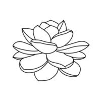 Succulent echeveria laui in doodle style, vector illustration. Desert flower hand drawn for print and design. Isolated element on a white background. Home plant outline, side view