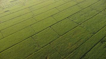 vista aérea de campos de arroz o áreas agrícolas con luz solar durante el hermoso amanecer en primavera. hermoso jardín agrícola. negocio de cultivo. fondo de paisaje natural. video