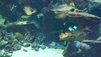 beautiful fish swim in the aquarium. marine life, underwater world video