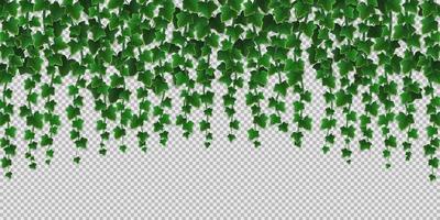 Ivy climbing vines frame, green leaves of creeper vector