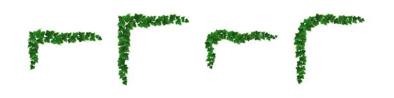 Ivy corners, climbing vine with green leaves set vector