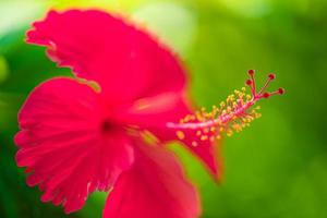 Romantic colorful beautiful hibiscus flower in nature, flower leaf and hibiscus flower in garden. Exotic love tropical island nature garden, blooming hibiscus flower in blurred green landscape photo