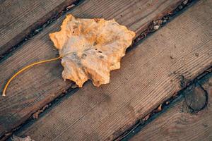 Autumn leaf on old wooden backdrop. Natural texture background. Free space for text. Rustic flat lay. Dry leaf decoration. Orange leaf texture. Fall season top view photo. Seasonal natural foliage