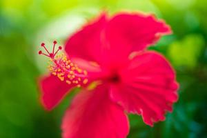 flor de hibisco hermosa y colorida romántica en la naturaleza, hoja de flor y flor de hibisco en el jardín. amor exótico isla tropical jardín natural, flor de hibisco floreciente en un paisaje verde borroso foto