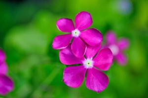 Phlox flowers abstract closeup of a purple phlox inflorescence. Flowers blooming in the garden. Floral wallpaper with copy space. Selective soft focus blurred foliage background. Vivid color petals photo