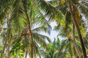 Relaxing exotic nature pattern. Palm tree forest. Natural sunny tropic landscape, coconut palm trees, sunlight blue sky. Idyllic peaceful closeup, summer traveling photo