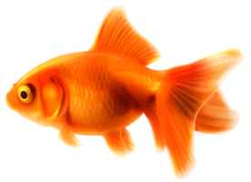 peixe dourado transparente png